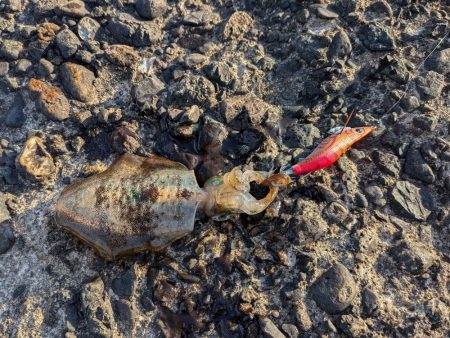 先週に引き続き新子狙い